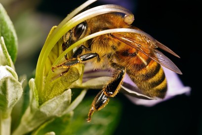 интересное о пчелах